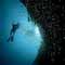 Diver
